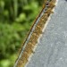 Chenille de la Livrée des arbres ou Bombyx à bague